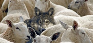 vlk ovce